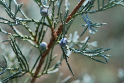 Juniperus scopulorum - jalovec skalní - plody